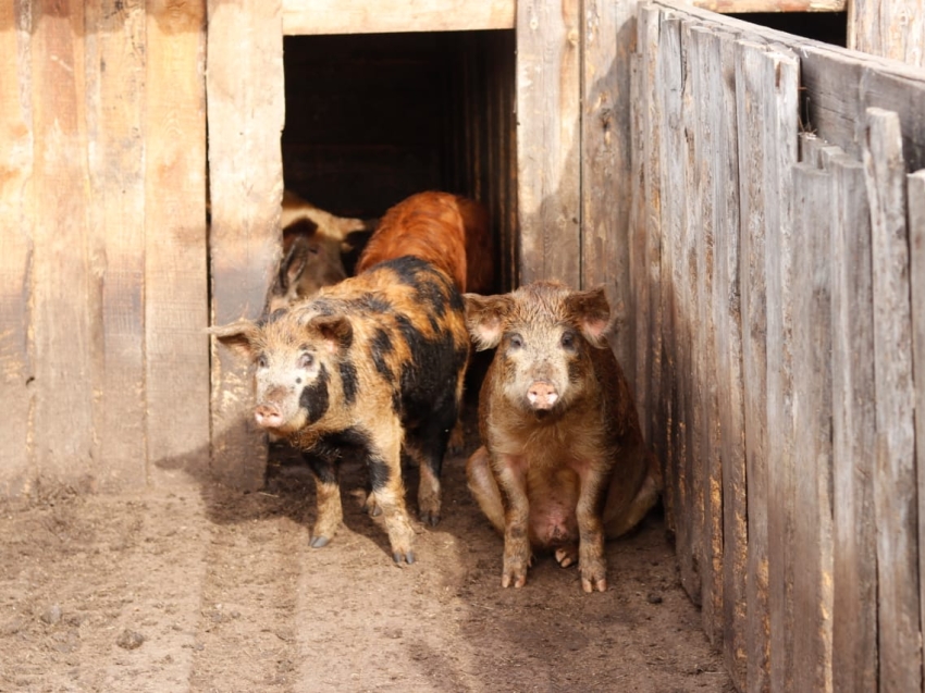 Разведение свиней вновь разрешено в двух селах Красночикойского района 